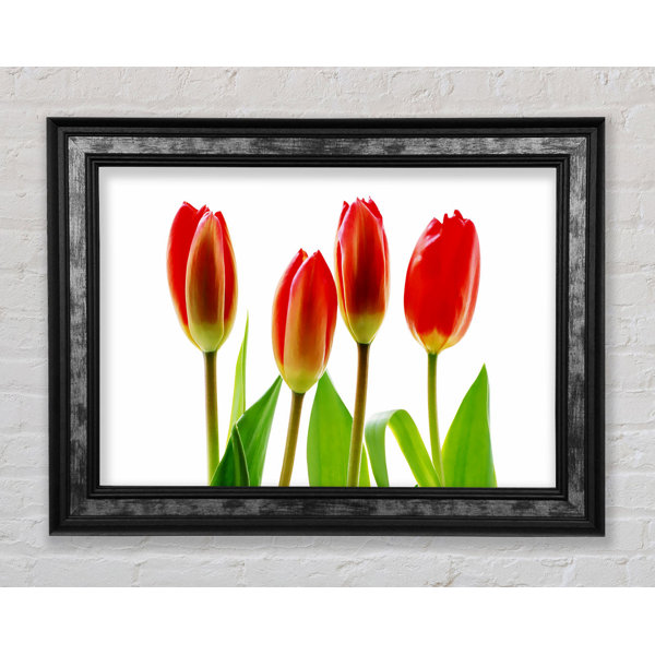 Bright Star Rote Tulpen Vierer Einzelne Bilderrahmen Kunstdrucke